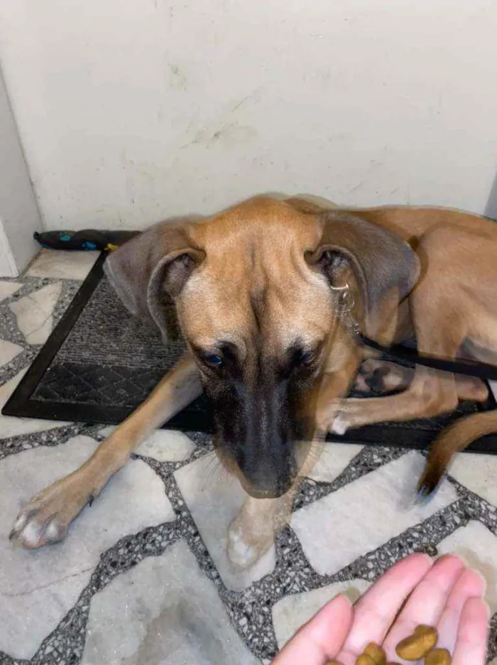 Cachorro ra a Sem raça definida idade 2 a 6 meses nome Atena