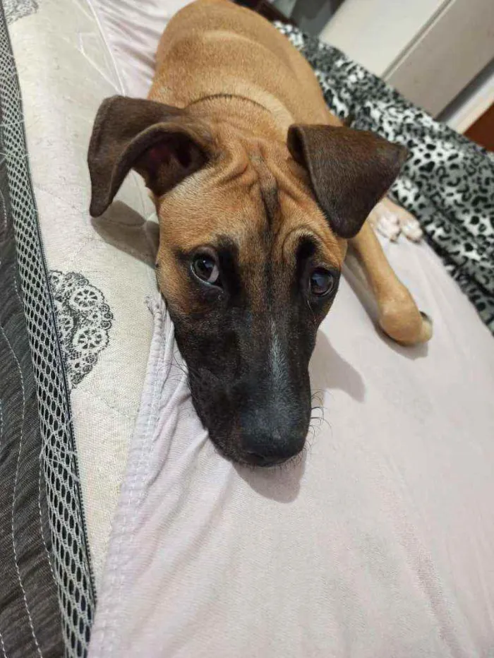 Cachorro ra a Sem raça definida idade 2 a 6 meses nome Atena