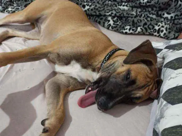 Cachorro ra a Sem raça definida idade 2 a 6 meses nome Atena