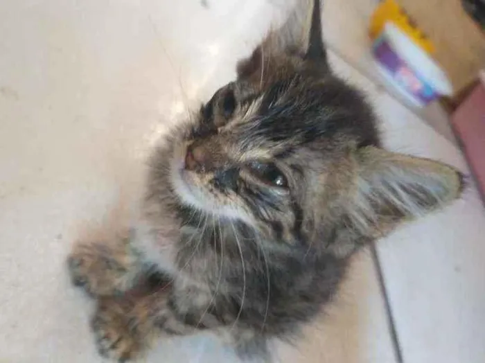 Gato ra a Não sei  idade Abaixo de 2 meses nome Mingau