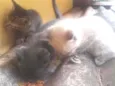 3 Gatos