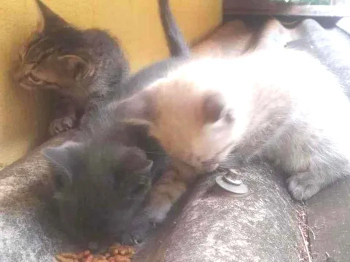 Gato ra a  idade Abaixo de 2 meses nome 3 Gatos