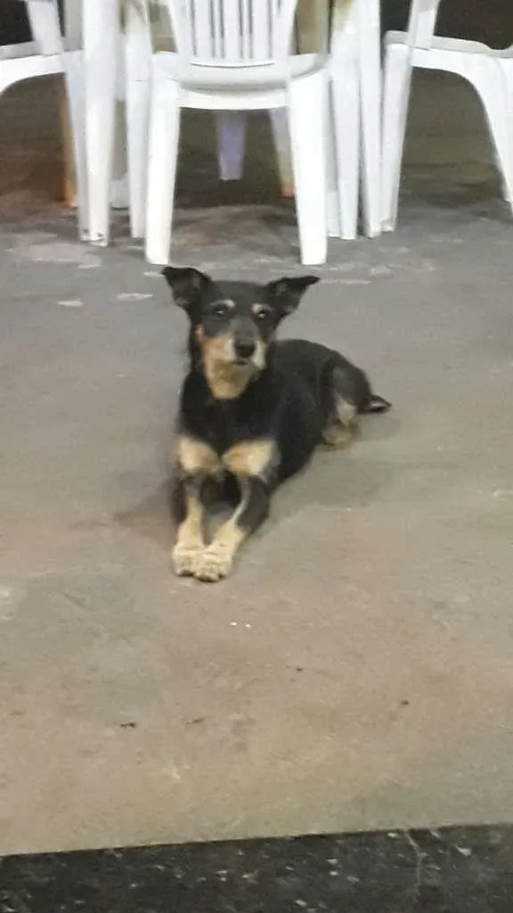 Cachorro ra a SRD-ViraLata idade 1 ano nome Thania