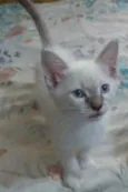 Bola de Neve