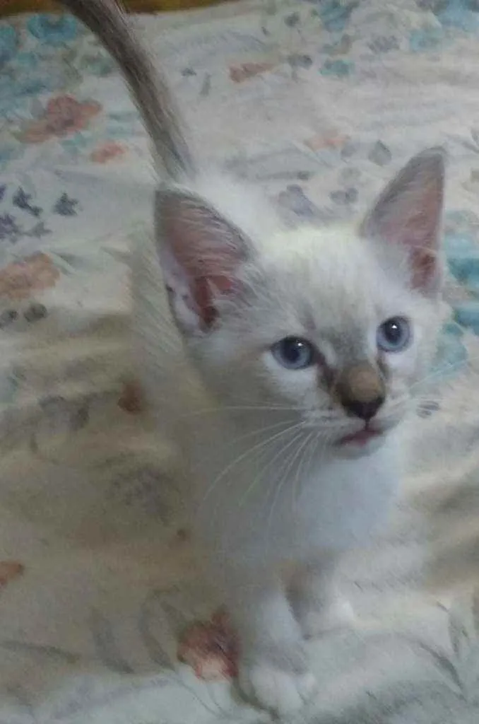 Gato ra a Siames idade 2 a 6 meses nome Bola de Neve