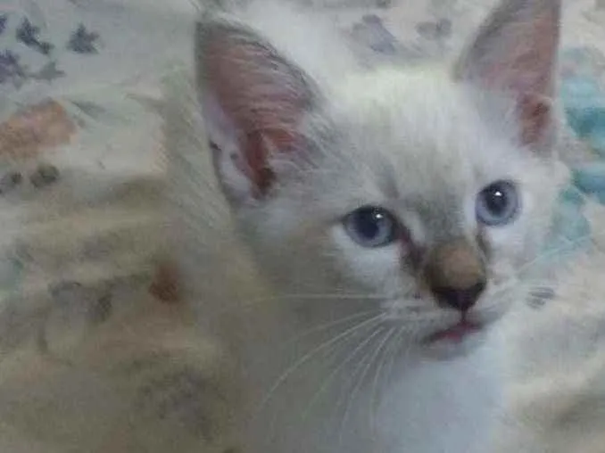 Gato ra a Siames idade 2 a 6 meses nome Bola de Neve