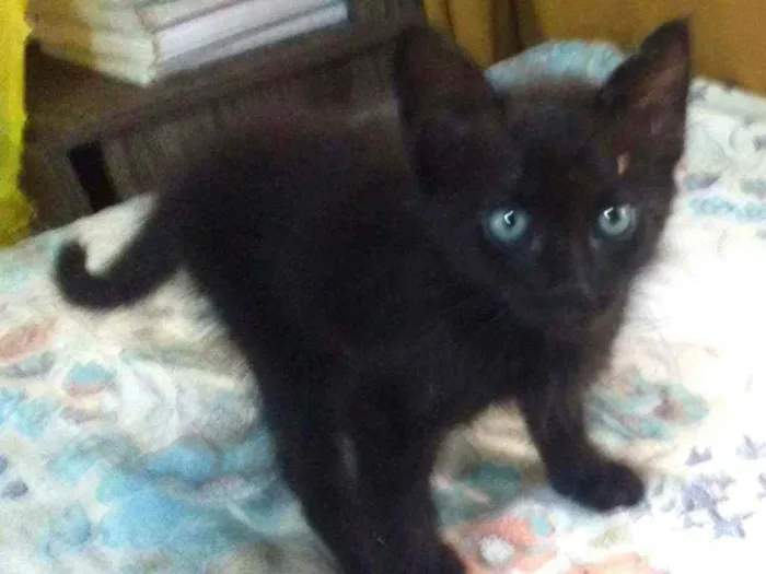 Gato raça SRD idade 2 a 6 meses nome Zambi