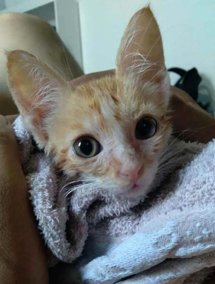 Gato ra a SRD idade 2 a 6 meses nome Kenny