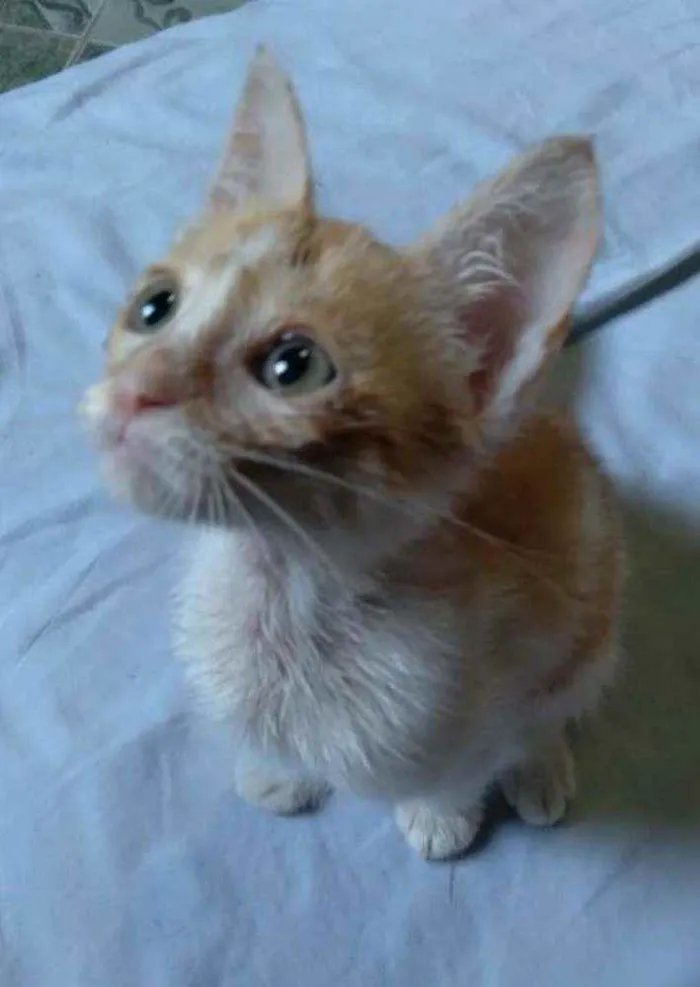 Gato ra a SRD idade 2 a 6 meses nome Kenny