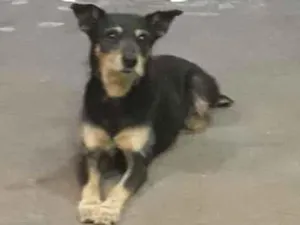 Cachorro raça SRD-ViraLata idade 1 ano nome Thania