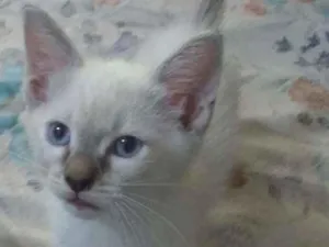 Gato raça Siames idade 2 a 6 meses nome Bola de Neve