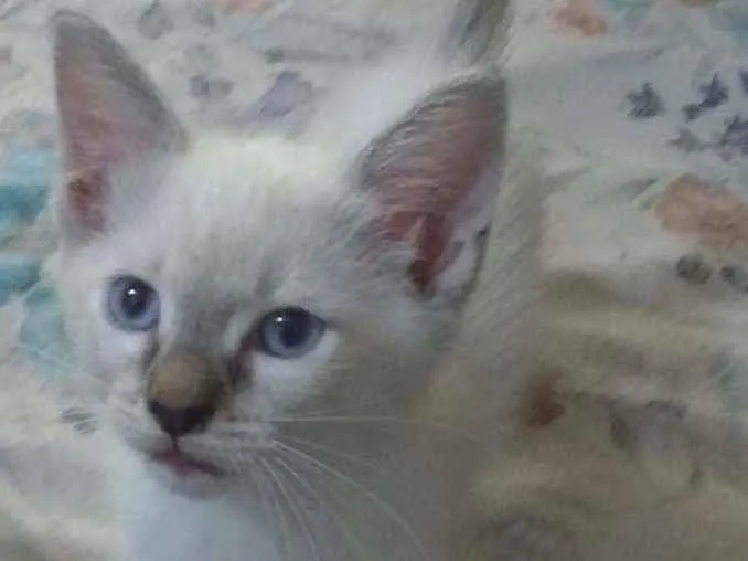 Gato ra a Siames idade 2 a 6 meses nome Bola de Neve