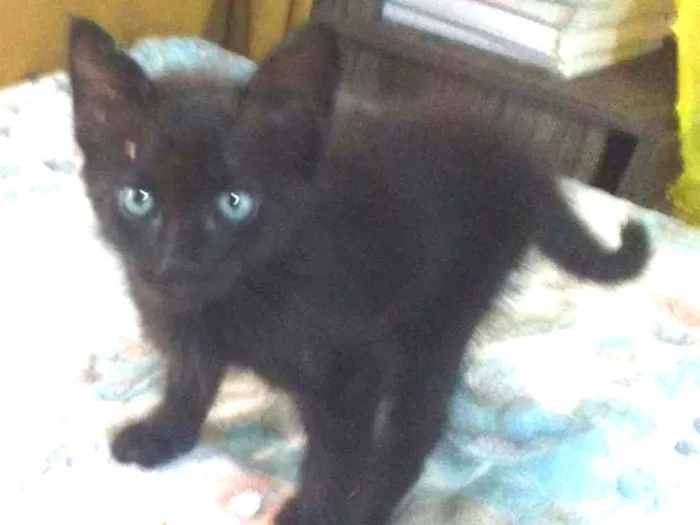 Gato raça SRD idade 2 a 6 meses nome Zambi