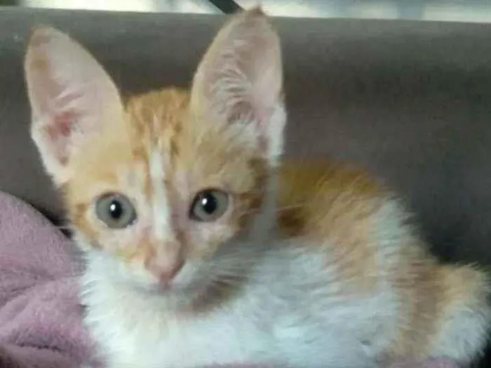 Gato ra a SRD idade 2 a 6 meses nome Kenny