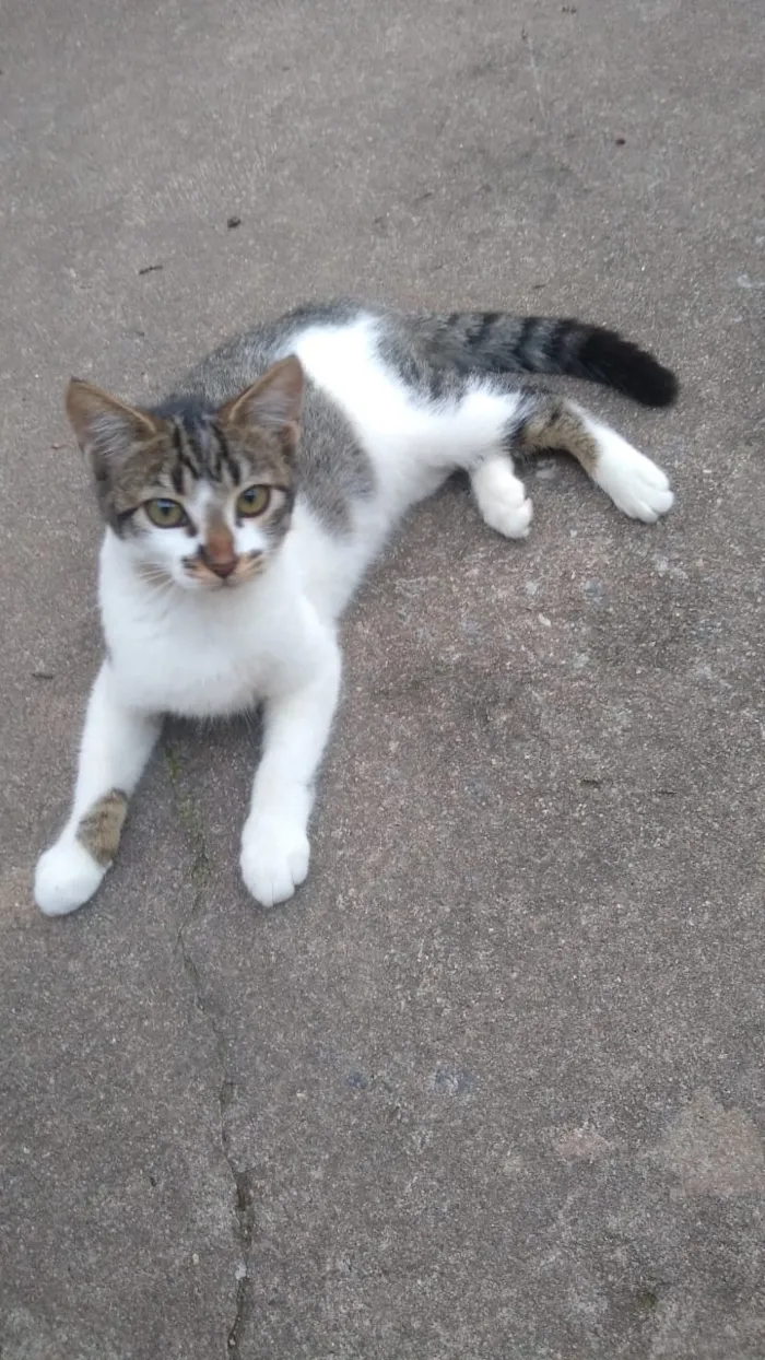 Gato ra a Viralata idade 2 a 6 meses nome Não tem