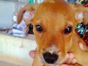 Cachorro raça Mestiço  idade 2 a 6 meses nome Léo 