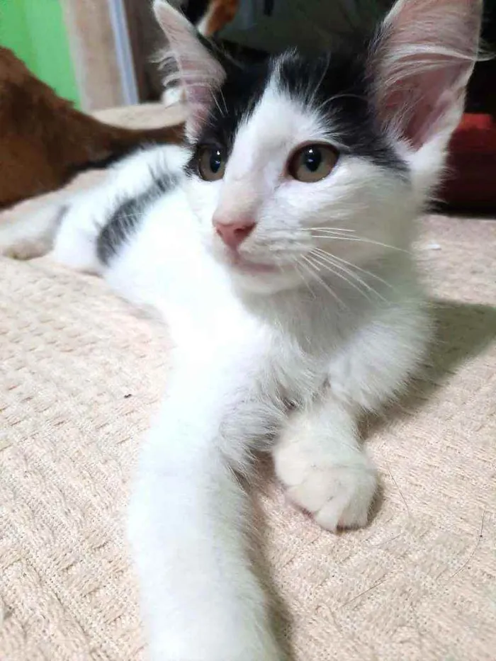 Gato raça Srd idade 2 a 6 meses nome Aurora