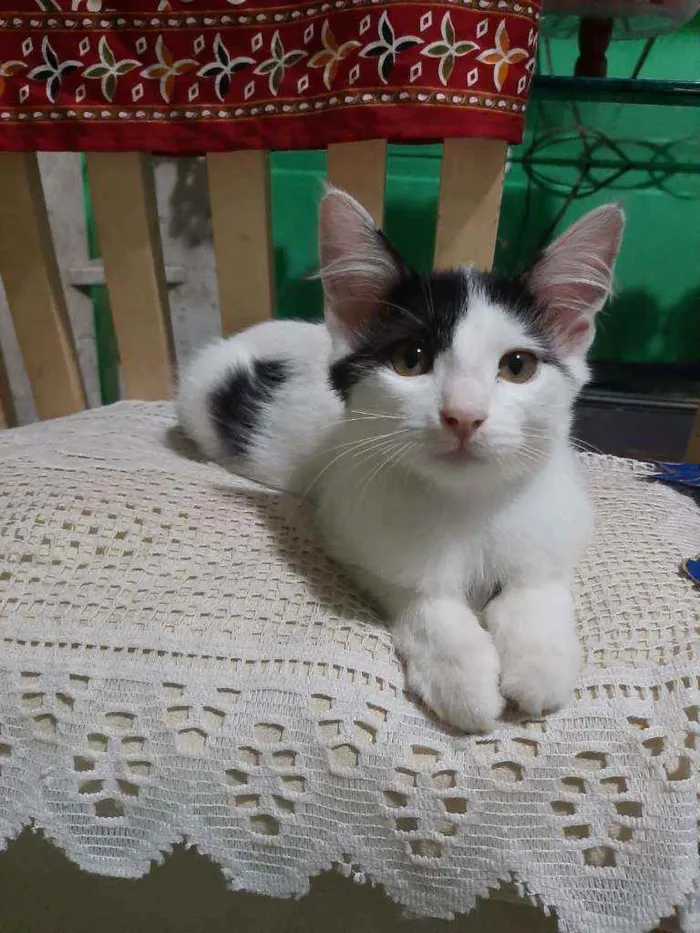 Gato raça Srd idade 2 a 6 meses nome Aurora