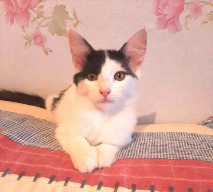 Gato raça Srd idade 2 a 6 meses nome Aurora