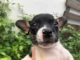 Cachorro raça Sem Raça Definida idade Abaixo de 2 meses nome Sem nome