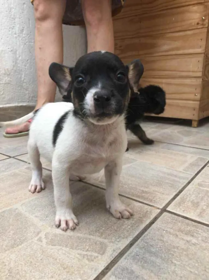 Cachorro raça Sem Raça Definida idade Abaixo de 2 meses nome Sem nome