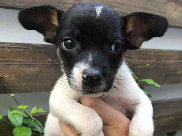 Cachorro raça Sem Raça Definida idade Abaixo de 2 meses nome Sem nome