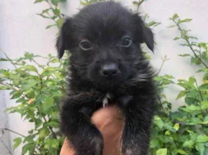 Cachorro raça Sem Raça Definida idade Abaixo de 2 meses nome Sem nome