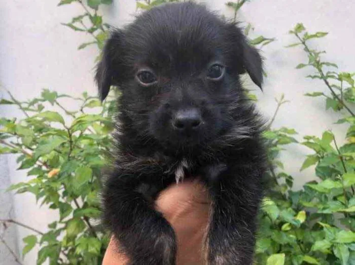 Cachorro raça Sem Raça Definida idade Abaixo de 2 meses nome Sem nome