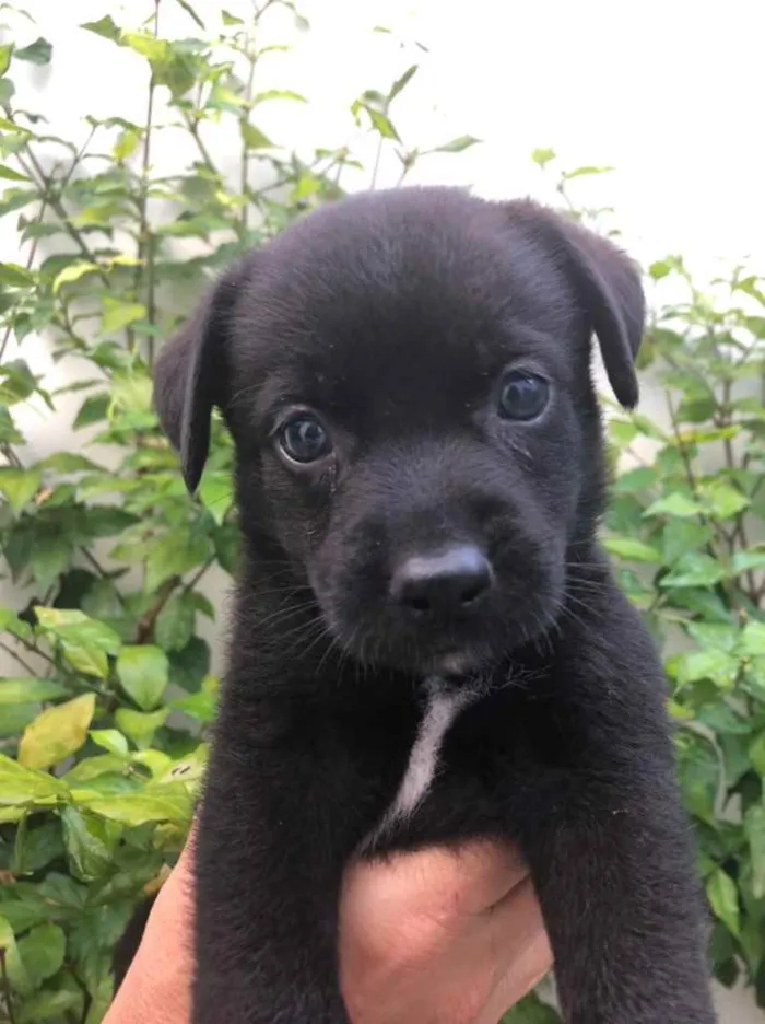 Cachorro raça Sem Raça Definida idade Abaixo de 2 meses nome Sem nome