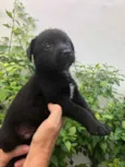 Cachorro raça Sem Raça Definida idade Abaixo de 2 meses nome Sem nome