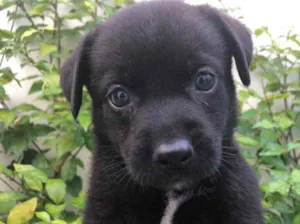Cachorro raça Sem Raça Definida idade Abaixo de 2 meses nome Sem nome