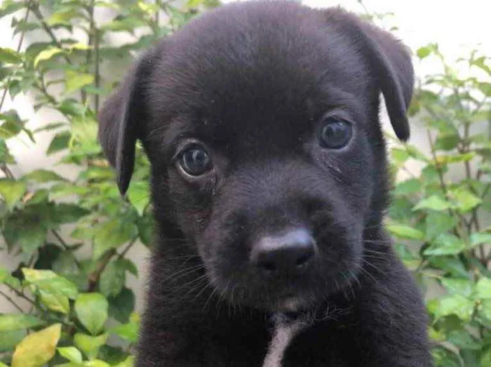Cachorro raça Sem Raça Definida idade Abaixo de 2 meses nome Sem nome