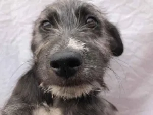 Cachorro raça Sem Raça Definida idade 2 a 6 meses nome Sem nome