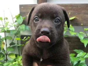 Cachorro raça Sem Raça Definida idade Abaixo de 2 meses nome Sem nome
