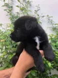 Cachorro raça Sem Raça Definida idade Abaixo de 2 meses nome Sem nome