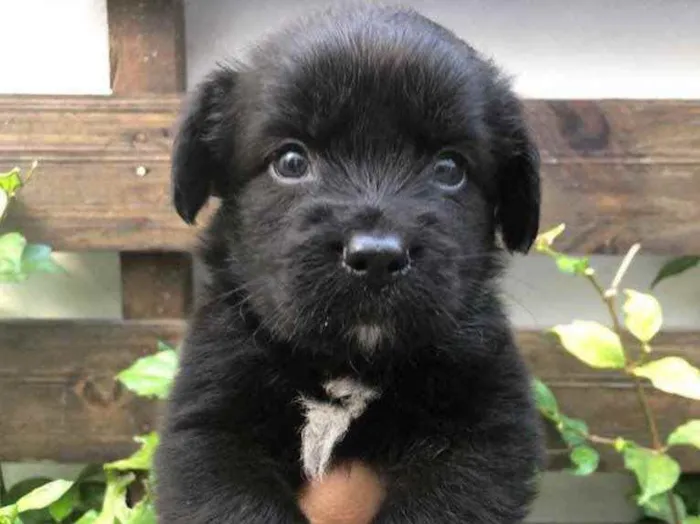 Cachorro raça Sem Raça Definida idade Abaixo de 2 meses nome Sem nome