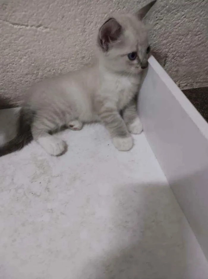 Gato ra a Sem raça definida idade Abaixo de 2 meses nome Joana