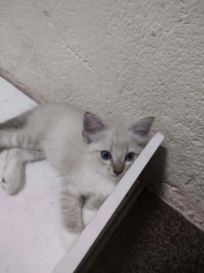 Gato ra a Sem raça definida idade Abaixo de 2 meses nome Joana