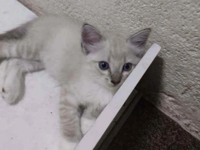 Gato ra a Sem raça definida idade Abaixo de 2 meses nome Joana