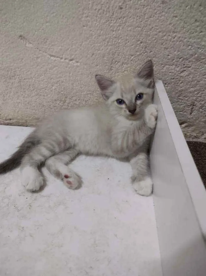 Gato ra a Sem raça definida idade Abaixo de 2 meses nome Joana