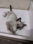 Coalinha