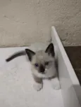 Coalinha