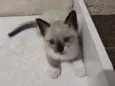 Coalinha
