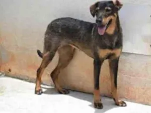 Cachorro raça Vira lata  idade 1 ano nome Mary