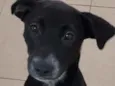Cachorro raça Vira lata  idade 7 a 11 meses nome Bebel