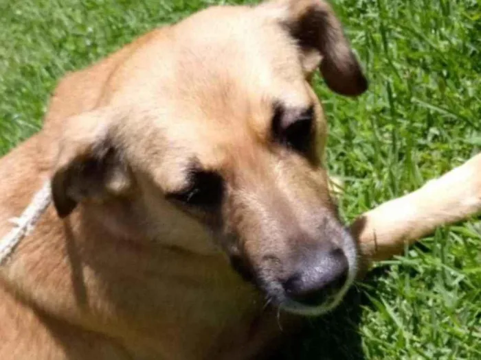 Cachorro raça Vira lata  idade 3 anos nome Adriana 