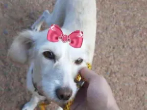 Cachorro raça Mestiça  idade 2 a 6 meses nome Mika 