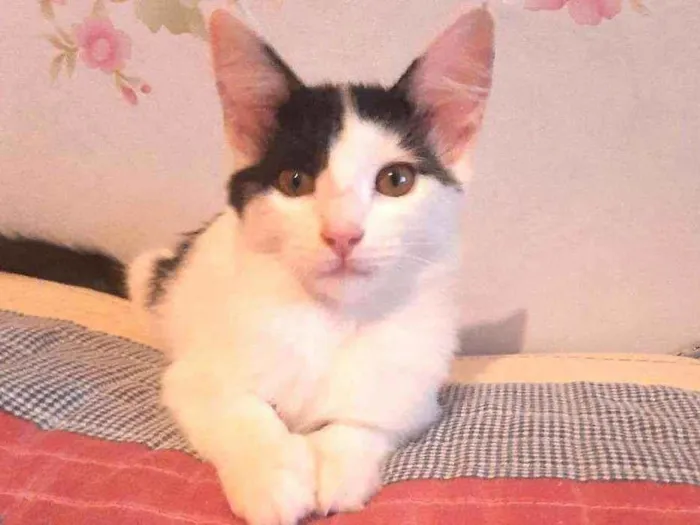 Gato raça Srd idade 2 a 6 meses nome Aurora