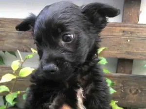 Cachorro raça Sem Raça Definida idade Abaixo de 2 meses nome Sem nome