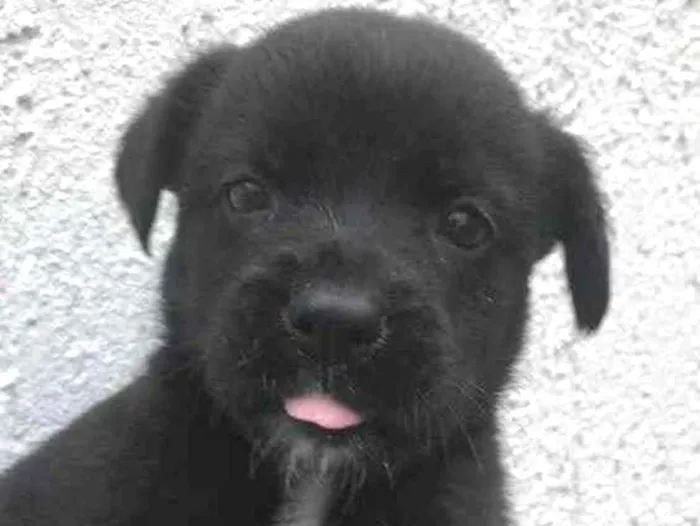 Cachorro raça Sem Raça Definida idade Abaixo de 2 meses nome Sem nome